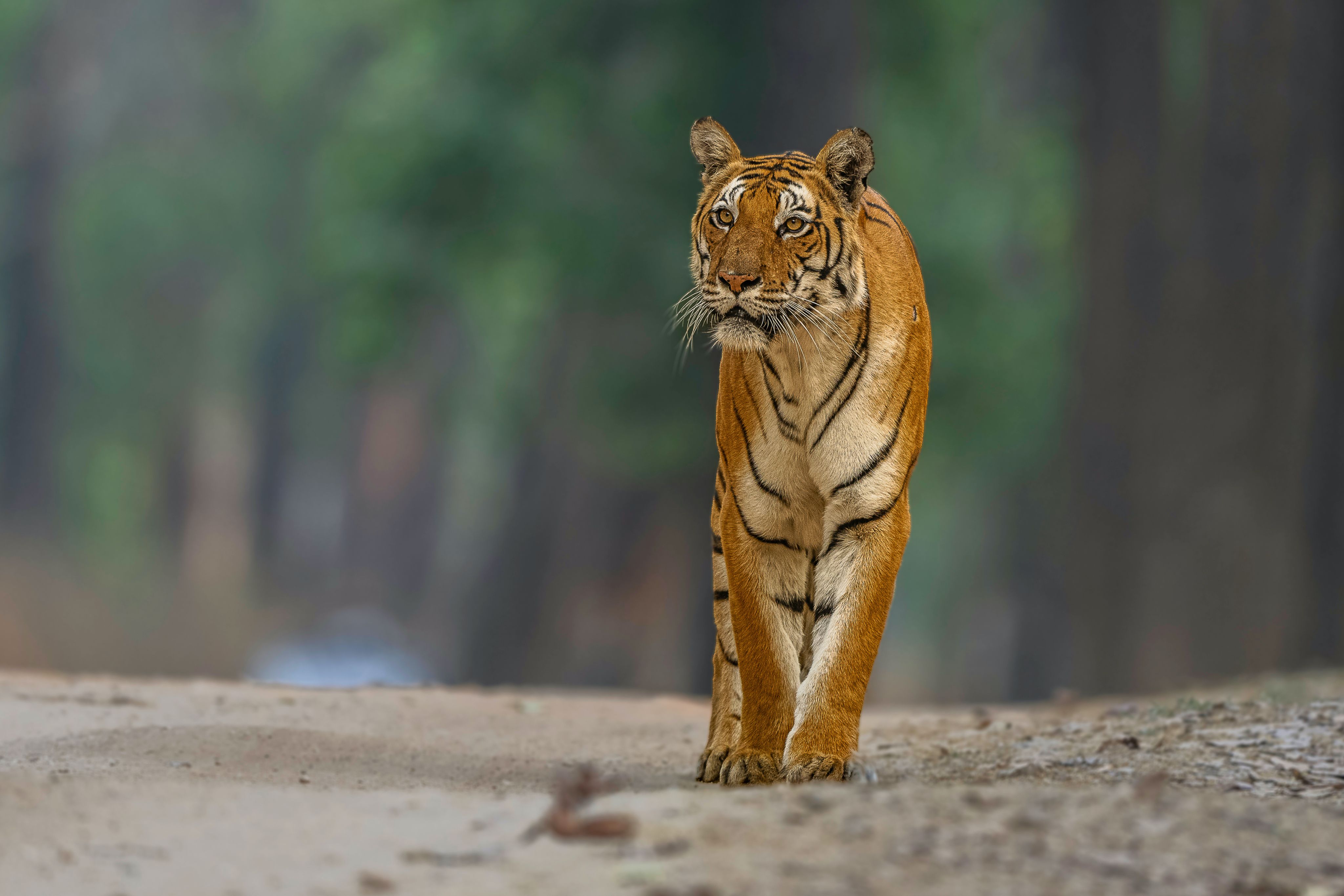 10 Things You Need To Know About Bengal Tigers