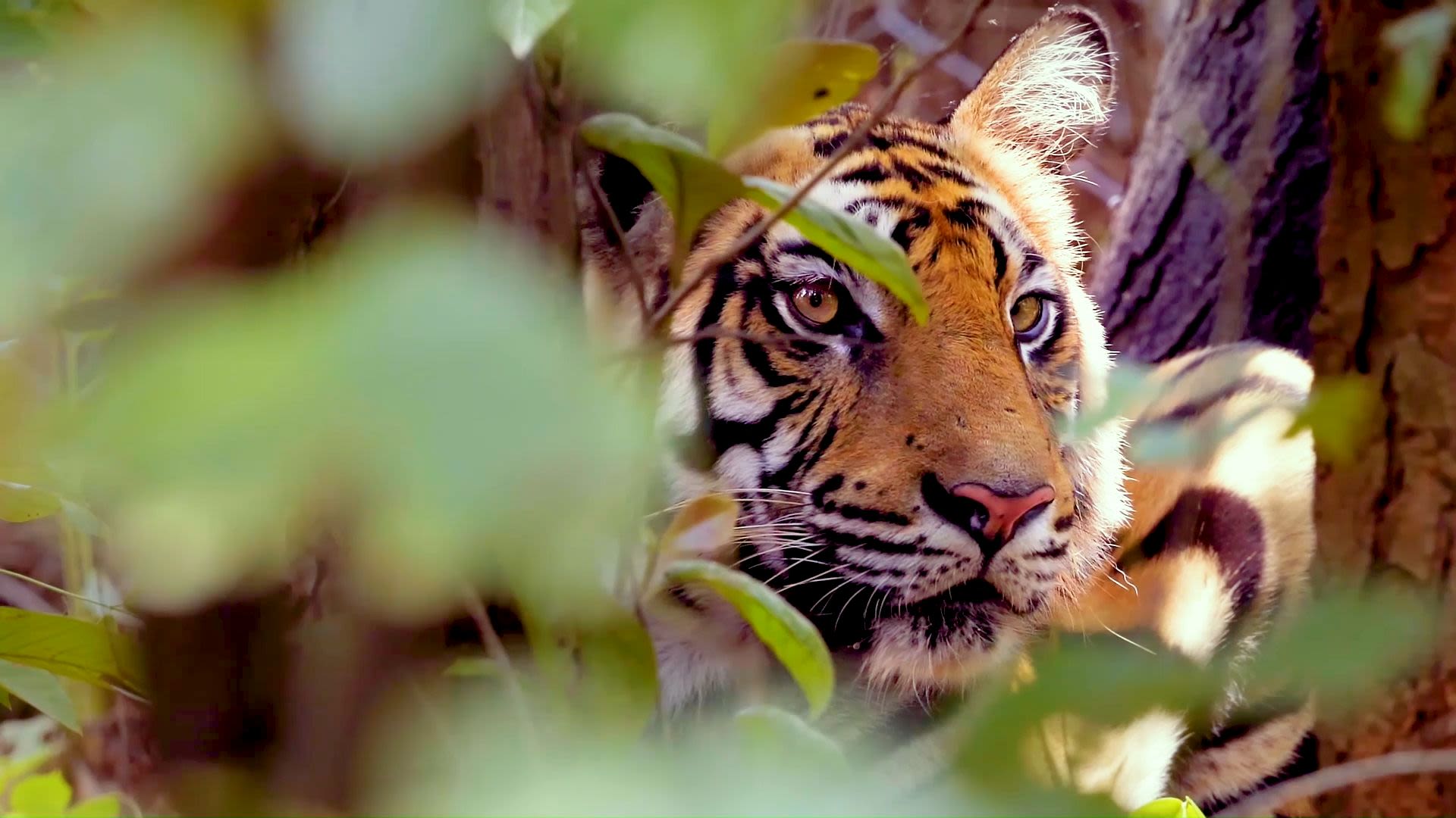 WWF Tigers Alive Annual Report 2022 | WWF