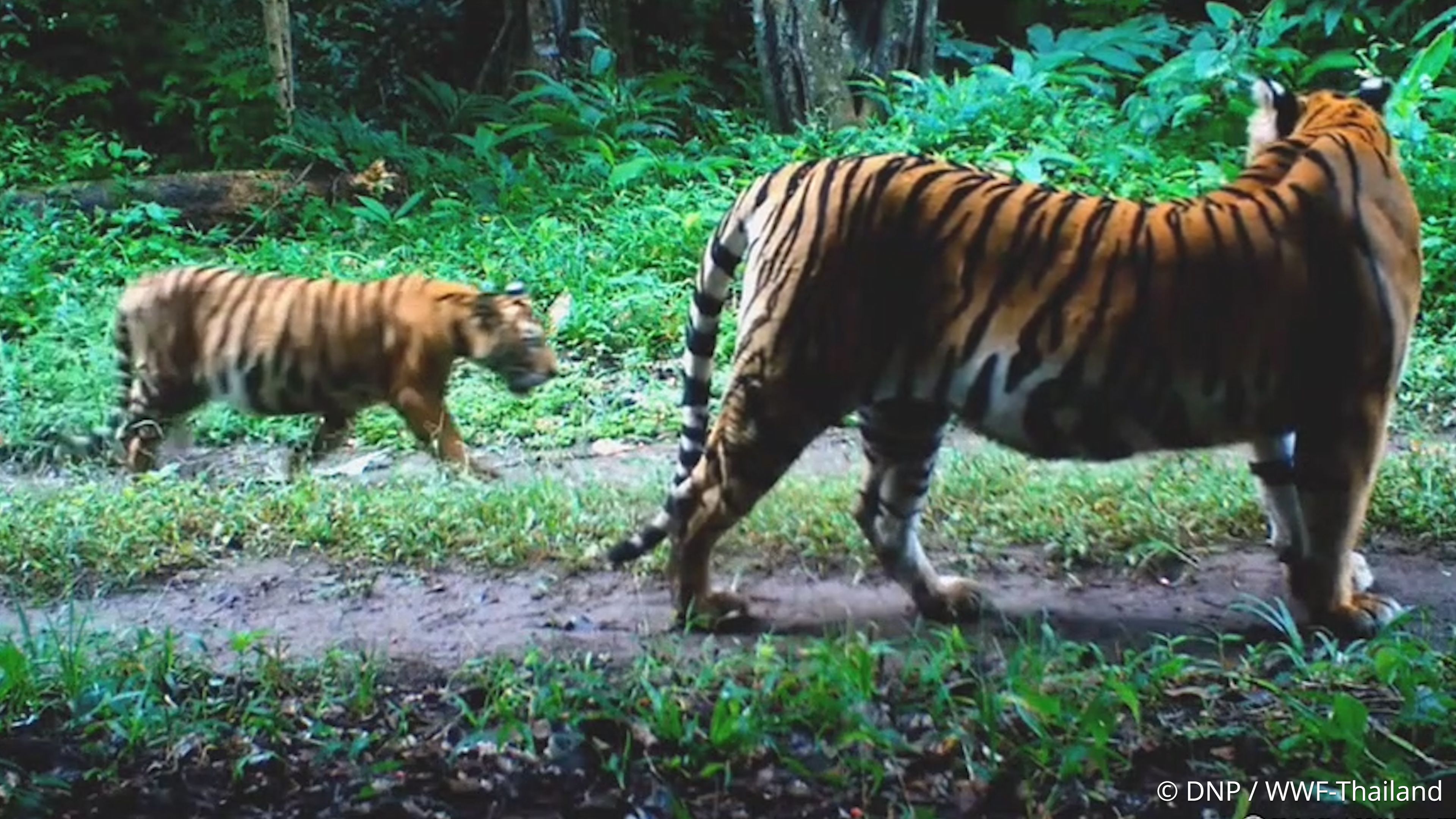 2024Family with Tigers大山3 Dog raises three tiger cubs abandoned by mother in China zoo - YouTube