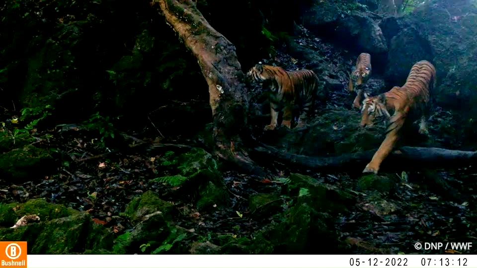 Photos of wild tiger cubs in Thailand rekindles hope for species