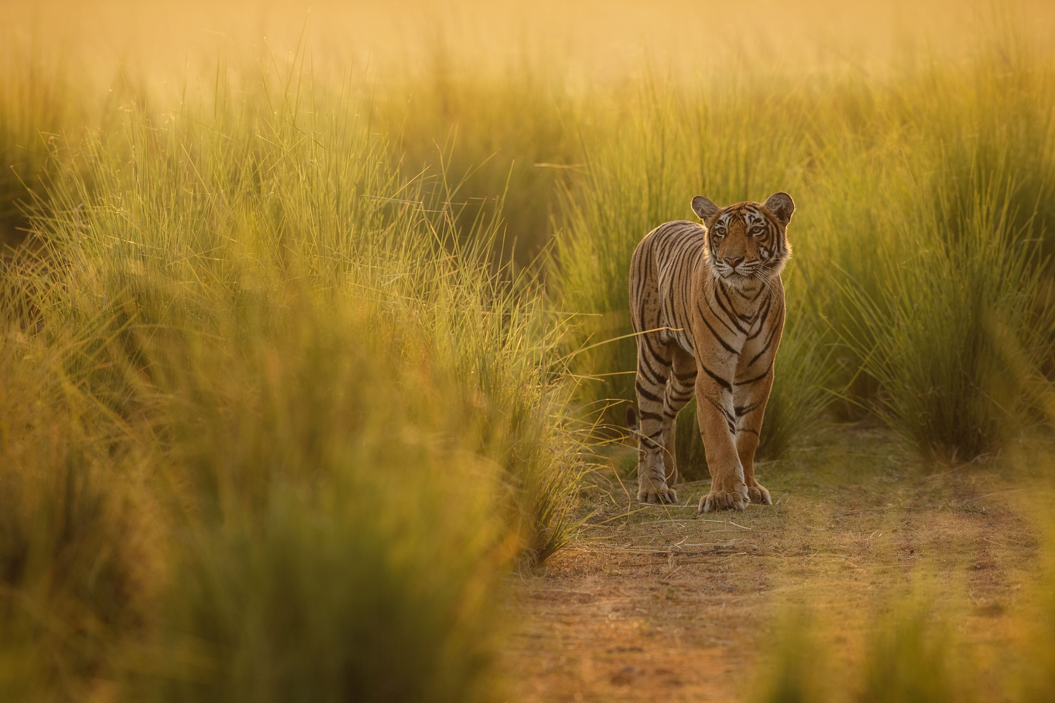 © Shutterstock / PhotocechCZ / WWF-International