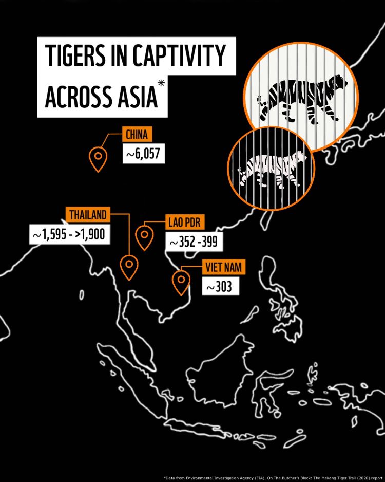 The Illegal Trade Of Tigers